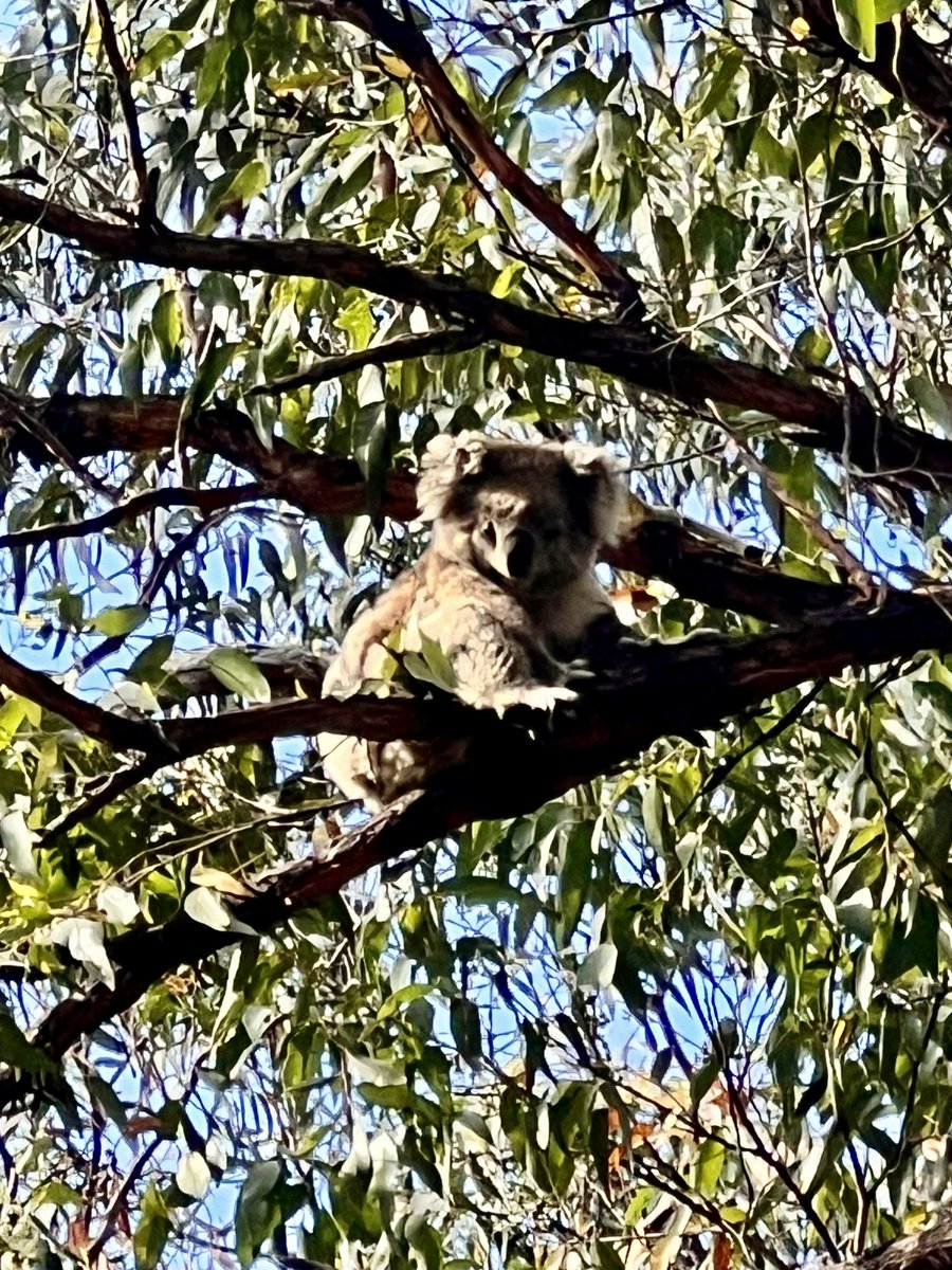 Super proud PI moment, when @gvick1818 won a poster award @MAMLorne! What a lovely conference, I can't wait to be back. The future is bright! @CTEGD @CtegdT32 @UGAResearch Plus any conference where you get to see a Koala in the wild, is worth the trip.