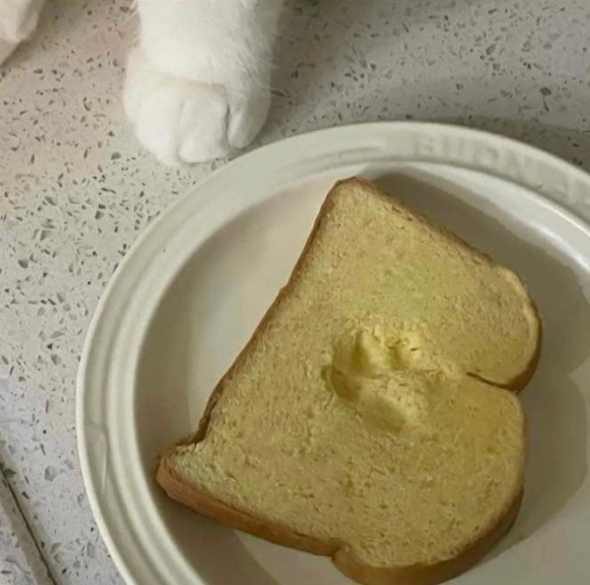 Why you should have a cat tweet media