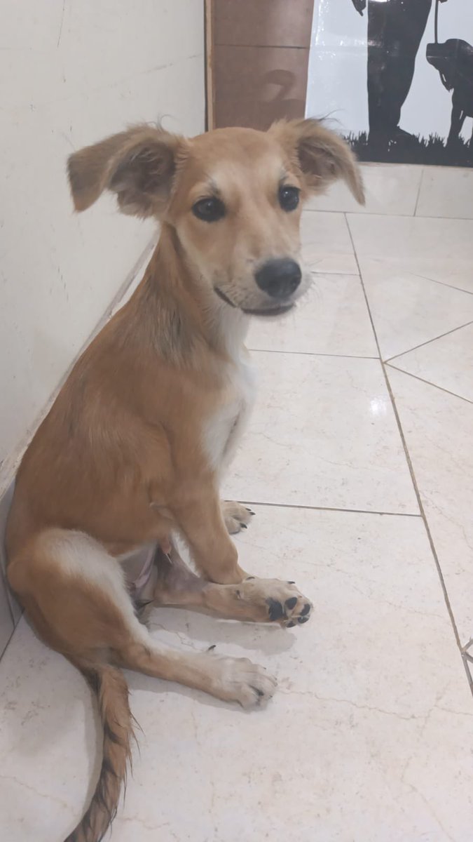 MarcoHuellasPy's tweet photo. Lo más lindo que vas a ver hoy 😍 Candy ya operada caminado con su patita en recuperación 🙌 por favor necesitamos pagar su cirugía e internación. Para giros al 0981527015 o cuenta banco Itaú 800426781 a nombre de Leticia Ruíz Díaz Ci: 1.193765 todo suma ❤️🐾 RP 🙏 https://t.co/HtVLSPetxs