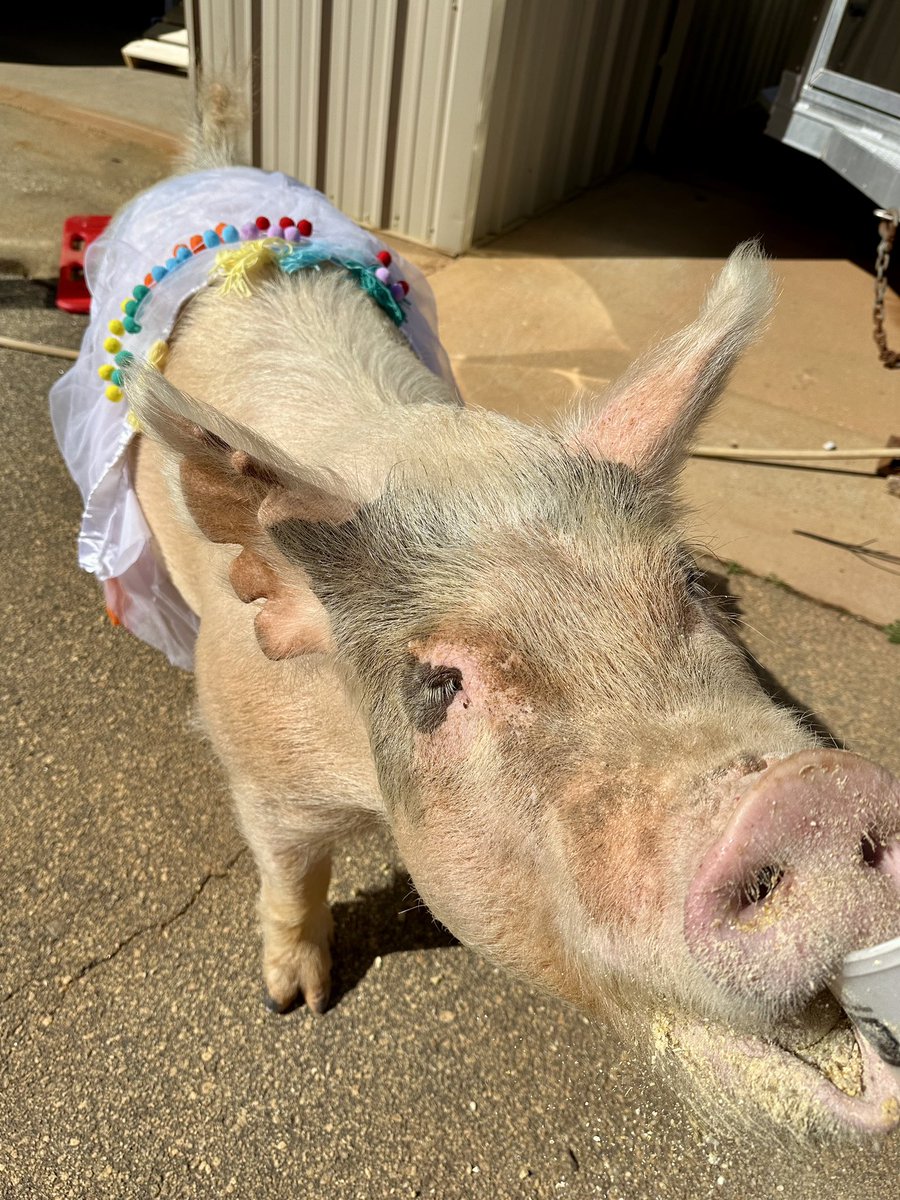 🐷✨ Darla's on baby watch in her cozy whelping pen! Due Tuesday, she's glowing with anticipation. Stay tuned for updates! 📸🐽 #WeAreACTC #DarlaExpecting
