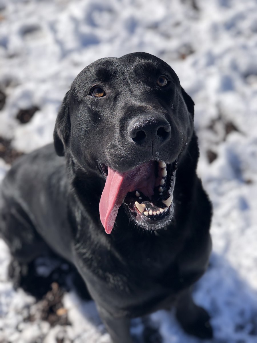 Tongue out for Fri-YAY.  Cheers to the weekend everyone! 👅🐶
#FridayVibes #weekend #puppylove