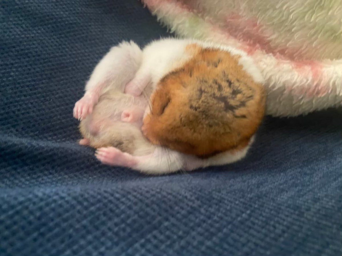 ハム大好き tweet media