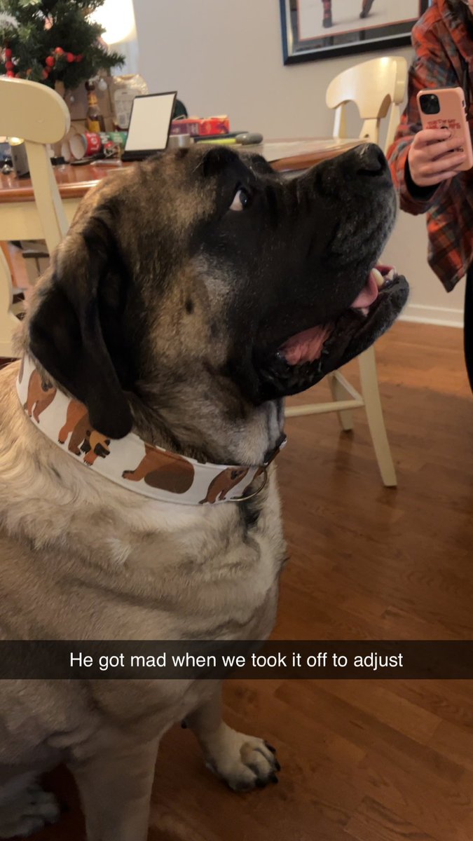 awe377's tweet photo. @babsannee @Etsy Baby Bear’s Custom collar, a real step up from the children’s size large belt he wore before. https://t.co/EhTsSfZcZy