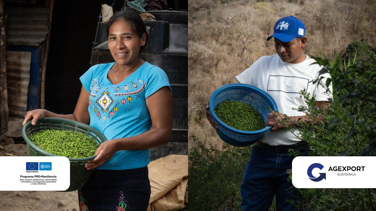 AlianzasAG's tweet photo. Personas productoras de chile chiltepe de El Paraíso, Huité; Zacapa, venden 90 libras como resultado de su 8va cosecha, con apoyo del Programa #ProResiliencia, financiado por la @UEGuatemala 🇪🇺 e implementado por @WFPGuatemala, en alianza con @AGEXPORTGT ✅ https://t.co/EHFxMyZnI6