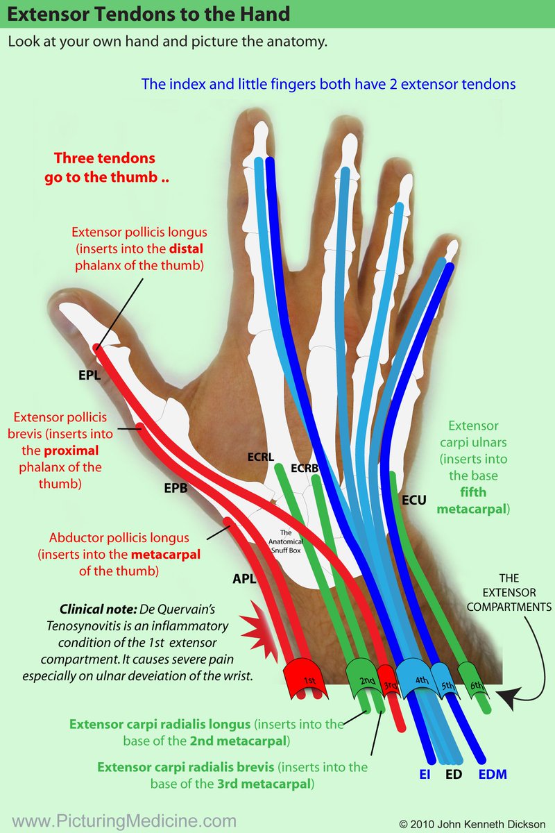 Extensor tendons of the hand from "PicturingMedicine"👍At the base of the finger, the long tendon from forearm muscles joined by short tendons from  small muscles in the hand to form a complicated sheet of tendon fibres over the back of finger and has a central &amp; 2 lateral bands