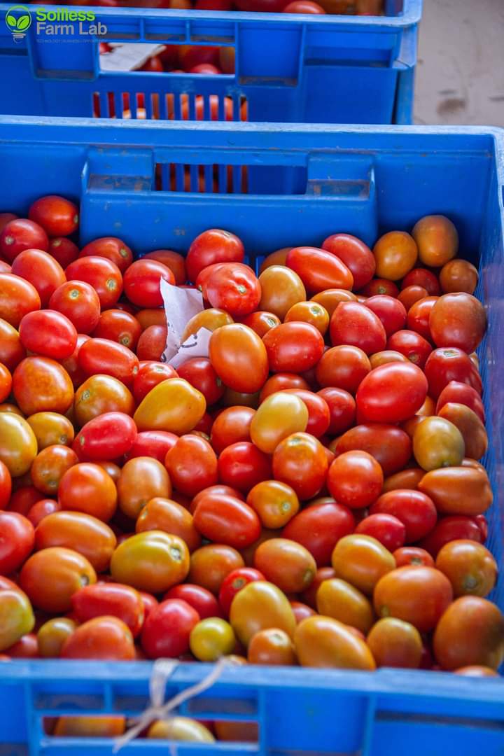 I don't believe food security idea will work in Africa as capitalism gain more ground. 

I don't mean monetary cycle of productive activities but politics that was rooted down to the last man on the pyramid. 

African food  security is just the same with wild life food chain