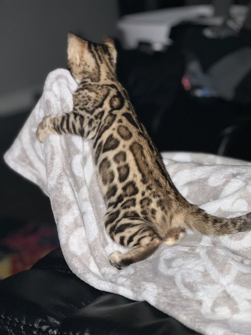 Soooo i made an impulse purchase and today she was officially ready to come home&hellip;. 🥹look at this perfect<a href="/tag/linkinbio"class="tags"><span>#linkinbio</span></a><a href="/tag/booking"class="tags"><span>#booking</span></a><a href="/tag/onlyfans"class="tags"><span>#onlyfans</span></a><a href="/tag/amiramisari"class="tags"><span>#amiramisari</span></a><a href="/tag/m"class="tags"><span>#m</span></a>