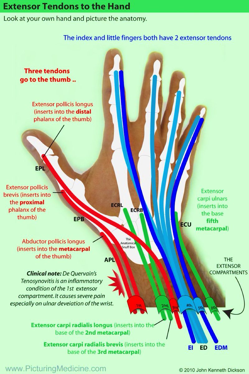 Reminder of hand extensor tendons by @OBandarchi 🔺 3 tendons go to the thumb 🔺 extensor compartment at wrist - useful for reviewing on USS #DeQuervains #Tenosynovitis