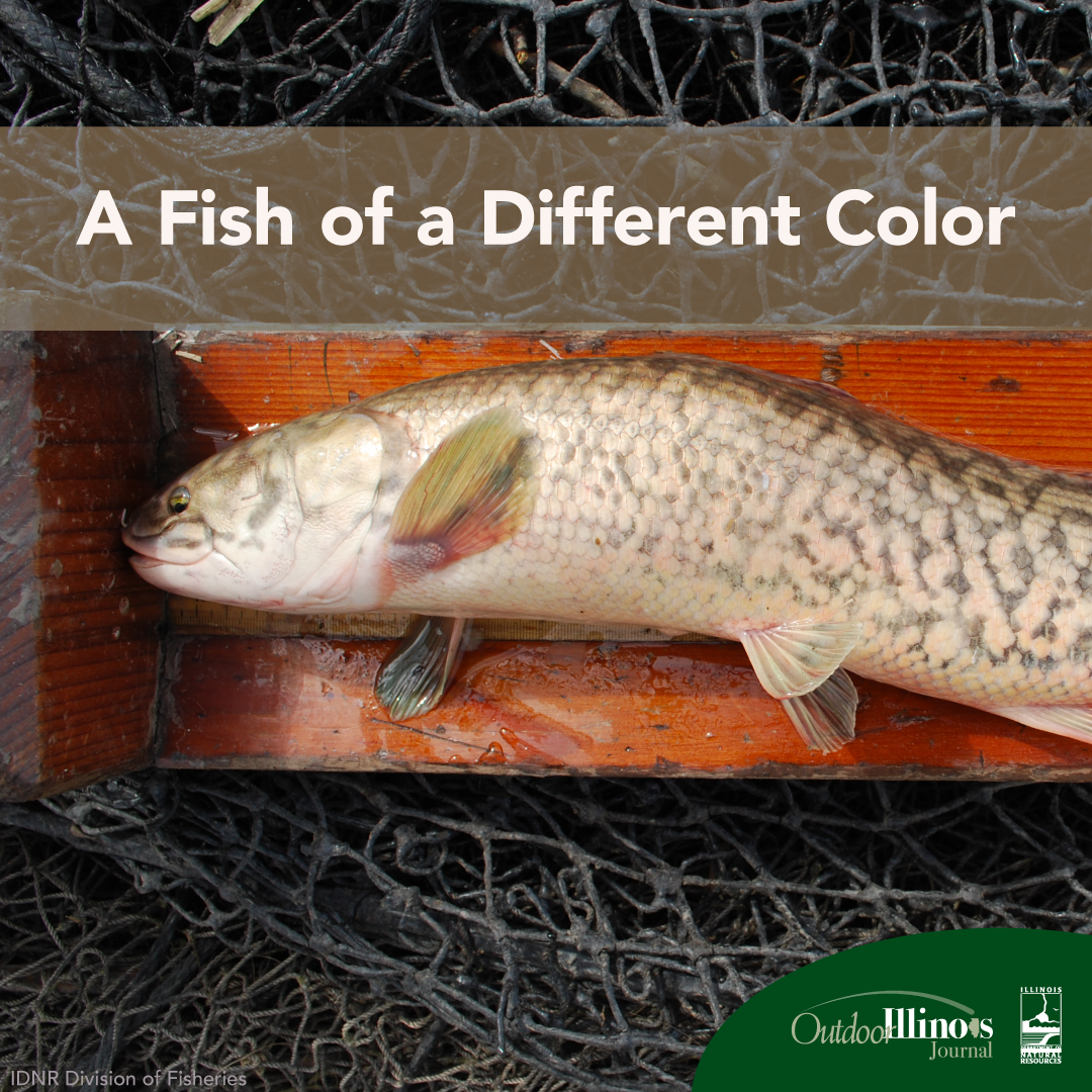 Curious about fish colors? Check out this article in Outdoor Illinois Journal by Justin Lombardo and Dr. Cory Suski! 🐟🎣 outdoor.wildlifeillinois.org/articles/a-fis…