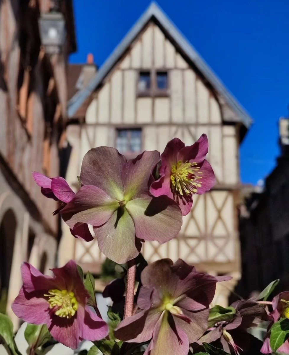 igersdijon's tweet photo. On commence le #weekend avec du beau #temps et un petit signe #printanier 💮💙
~~~~
Merci à @basile_gougeot pour cette très belle photo 👏🏻😍🔝
~~~~
Bon week-end ☺️ https://t.co/49pVWLChuH