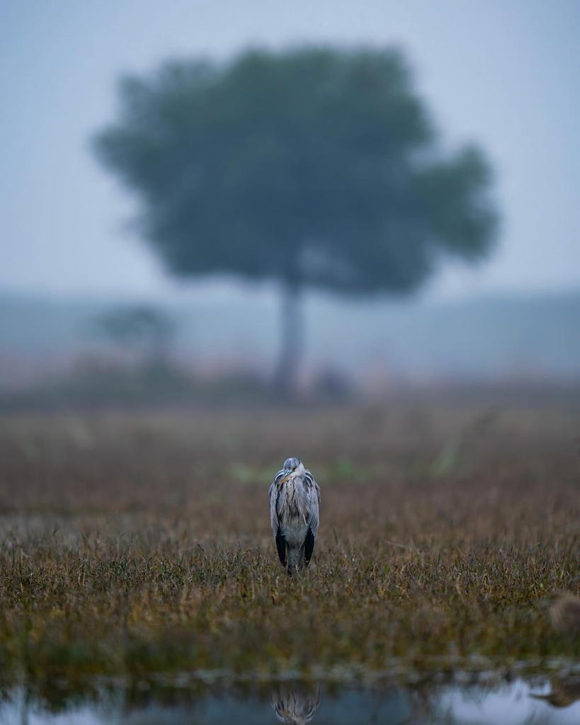 MrVishnu61's tweet photo. Bharatpur clicks 🫶✨

Shot on nikonindiaofficial
#Nikon D850 Nikon D500 &amp;
Nikon 200-500mm f/5.6E ED VR Lens Nikon 600F4 VR

What an awesome day 😁 https://t.co/VEdTN2AvZC