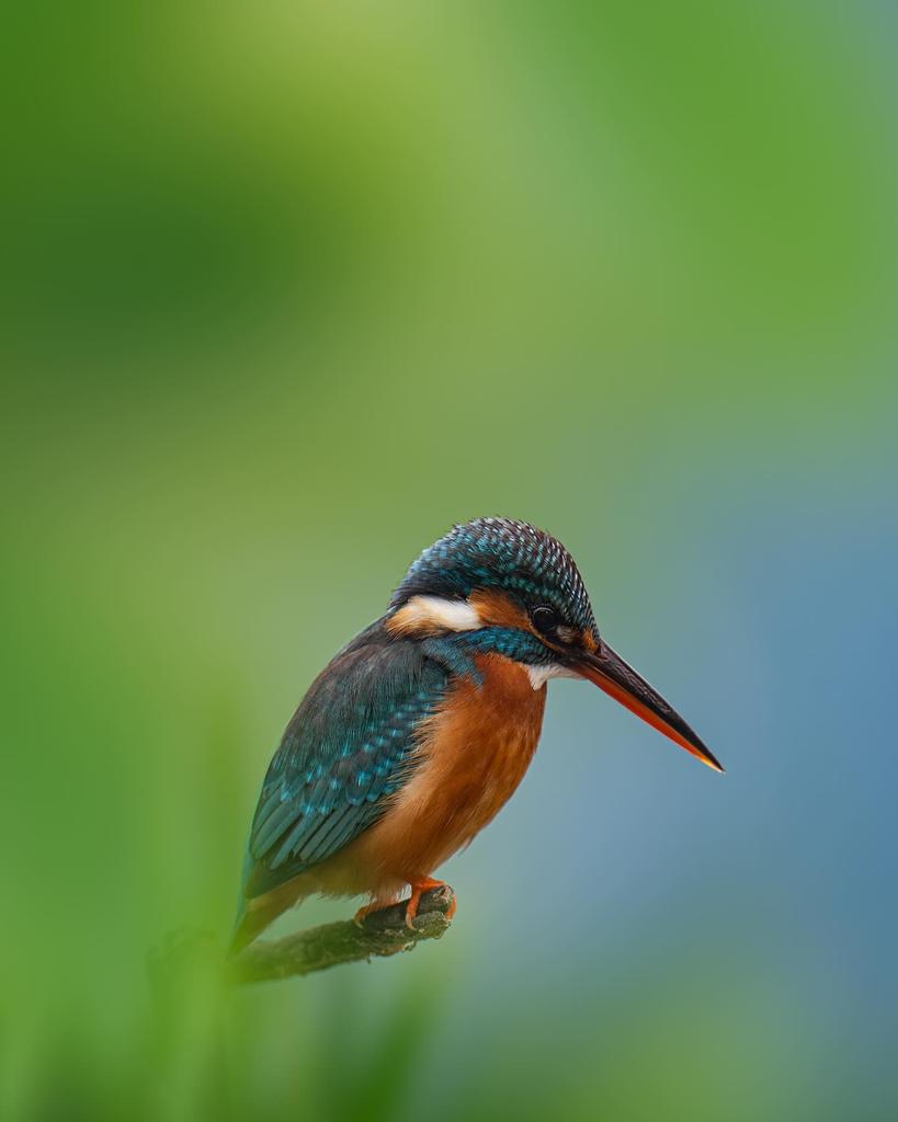 MrVishnu61's tweet photo. Bharatpur clicks 🫶✨

Shot on nikonindiaofficial
#Nikon D850 Nikon D500 &amp;
Nikon 200-500mm f/5.6E ED VR Lens Nikon 600F4 VR

What an awesome day 😁 https://t.co/4FFPreKvI8