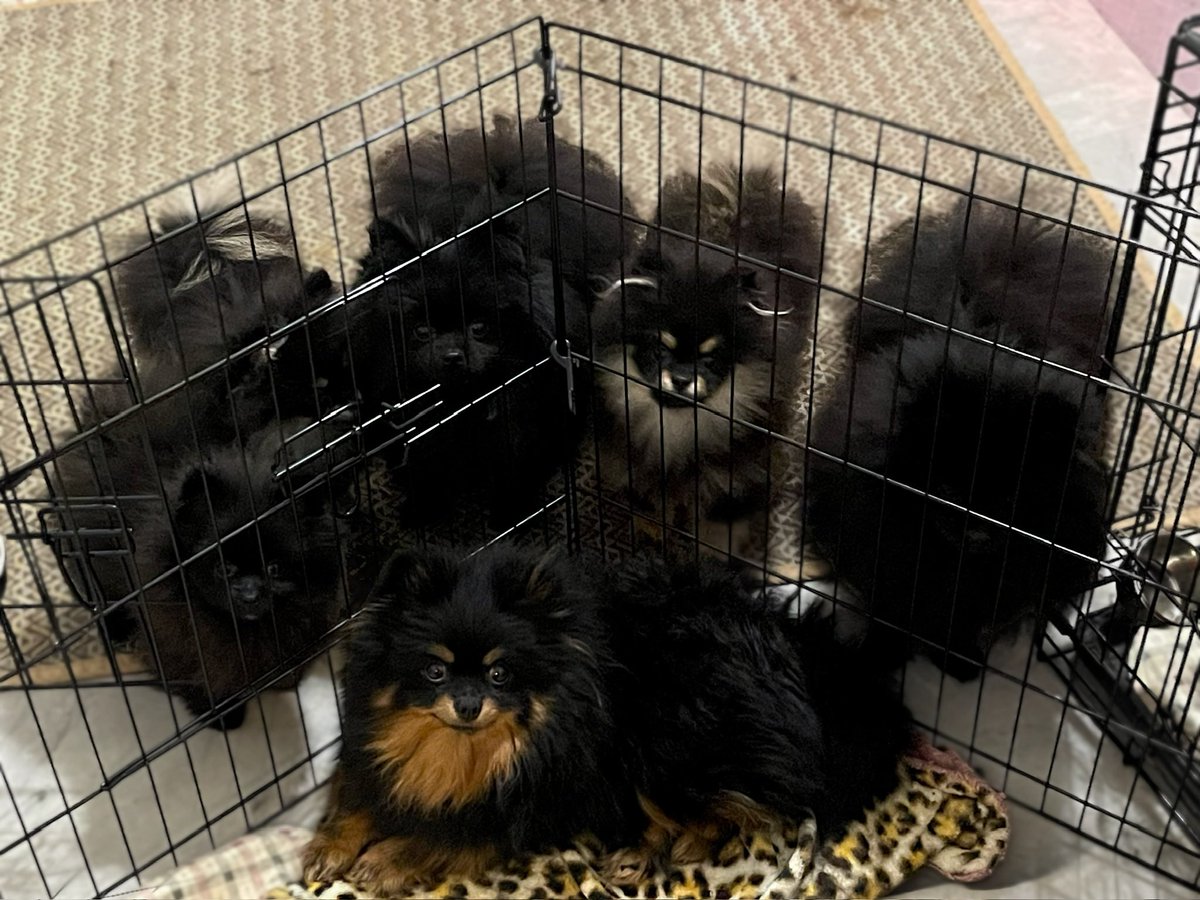 Posh Poms / Reigning Heir Poms tweet media