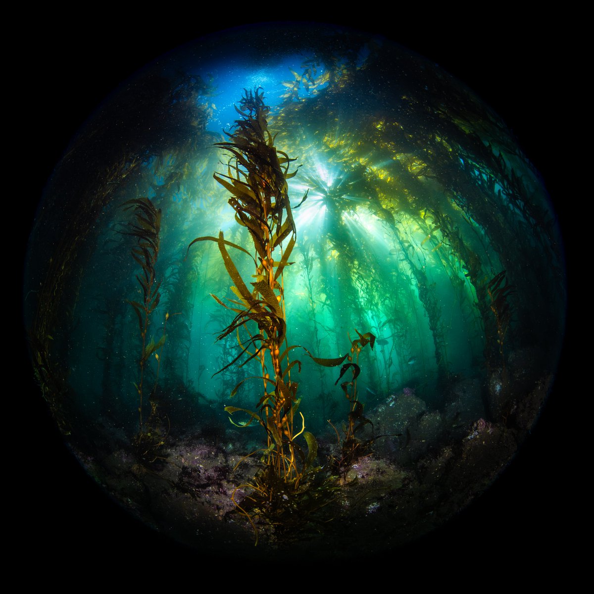 We love diving in our local waters with the Nikon Z8! Check out Bluewater Photo for housing options....