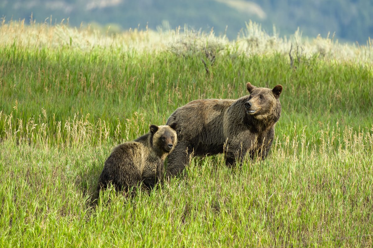 399: Queen of the Tetons | Big Sky Documentary Film Festival 2024 A must-watch event.  #savethegrizzlies #399grizzly #dontdelistgrizzlies #notrophyhunt @usfishandwildlife @debhaaland lifehttps://watch.eventive.org/bsdff24/play/65b04b741c410d009fc37241