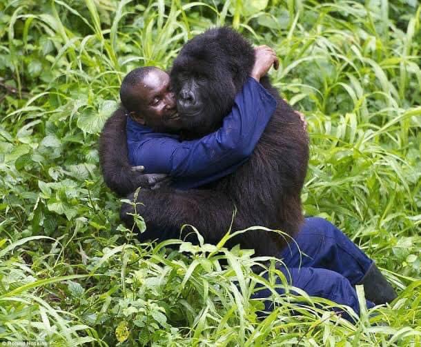 belgeseIdunyasi's tweet photo. 🦍 Kongo'da kendilerini kaçak avcılardan koruyan yöre halkıyla poz veren goriller... https://t.co/fVKfyjzxGe