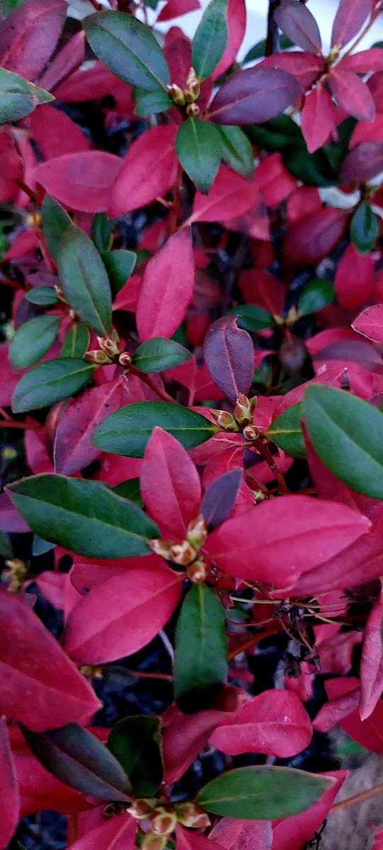 Photographers, show me your best Autumn shots 😍📸

Mine.. 👇🏼

#NilaPix #Red #Green #Leaves #Autumn #Nature #Fall #AutumnVibes #Photography #NaturePhotography #AutumnColors #Fallcolors #FallVibes #Gardening #GardeningTwitter #GardeningX #Azalea #Rhododendron #Plant