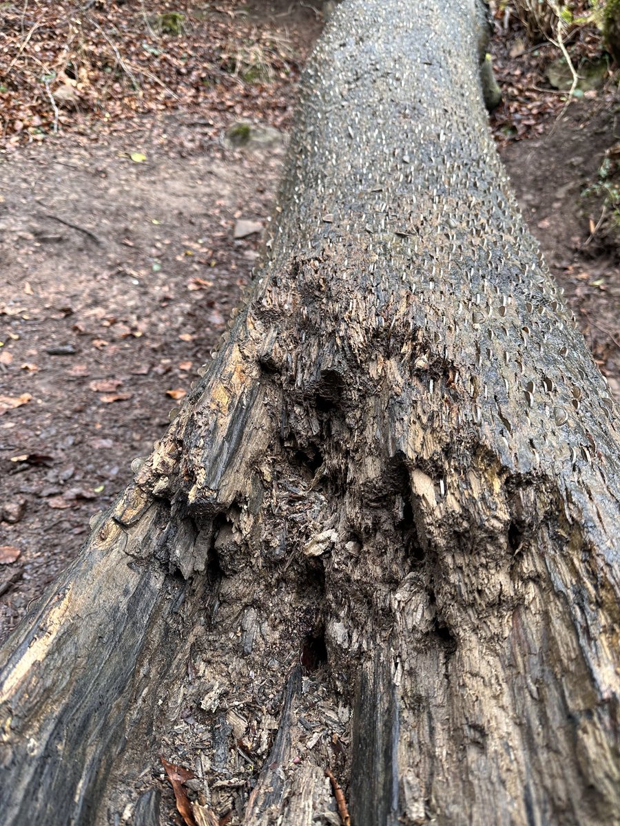 LeslieChannon's tweet image. I think I might have found the #MagicMoneyTree today at #SymondsYatRock