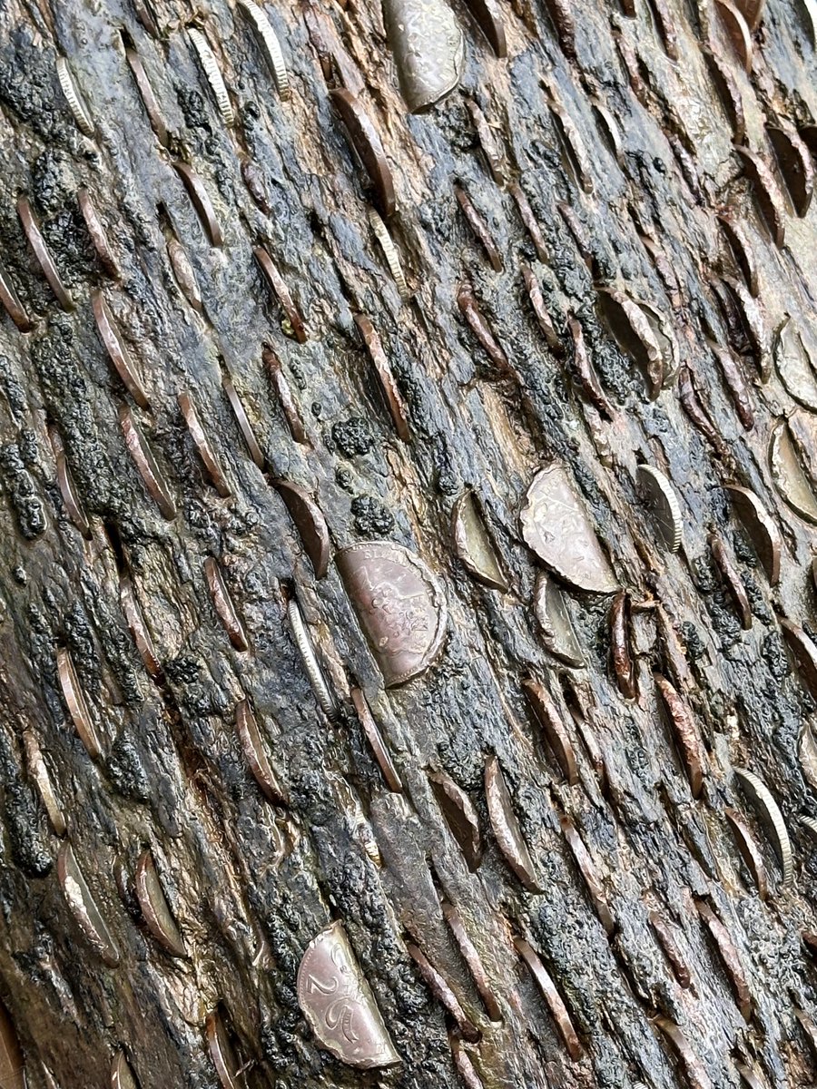 LeslieChannon's tweet image. I think I might have found the #MagicMoneyTree today at #SymondsYatRock