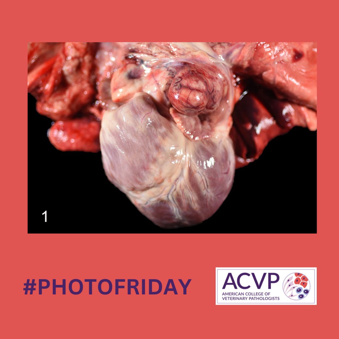 In honor of #AmericanHeartMonth, today's #PhotoFriday Image Challenge is from a dog:

❓Diagnosis
❓Histologic findings
❓IHC marker
❓Predisposed breed

Check out the case in the May 2020 issue of Veterinary Pathology!

Q:👉bit.ly/42qZi2f
A:👉bit.ly/3LC7AxA