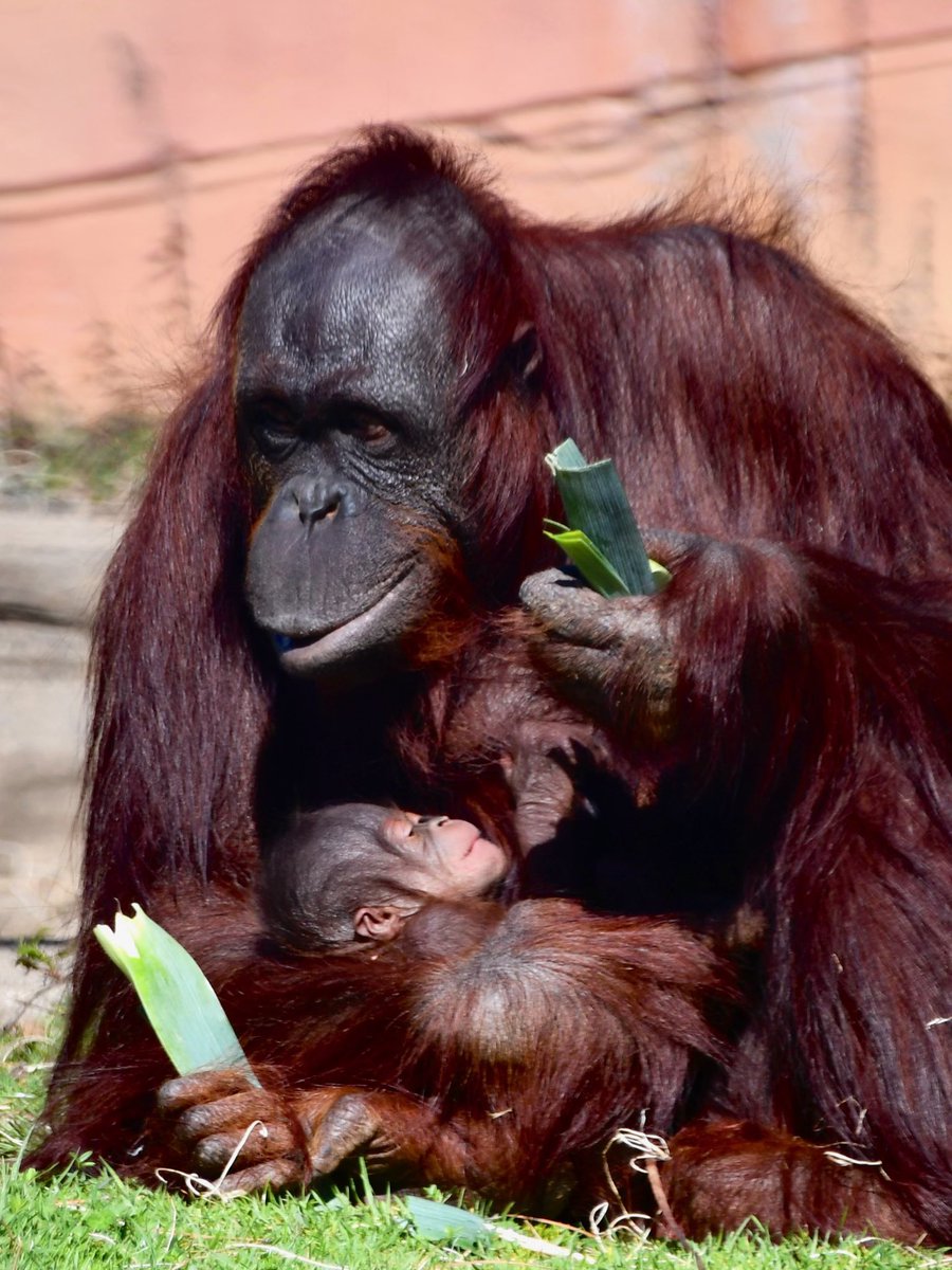 The Zoo is excited to announce the birth of an orangutan born this morning!