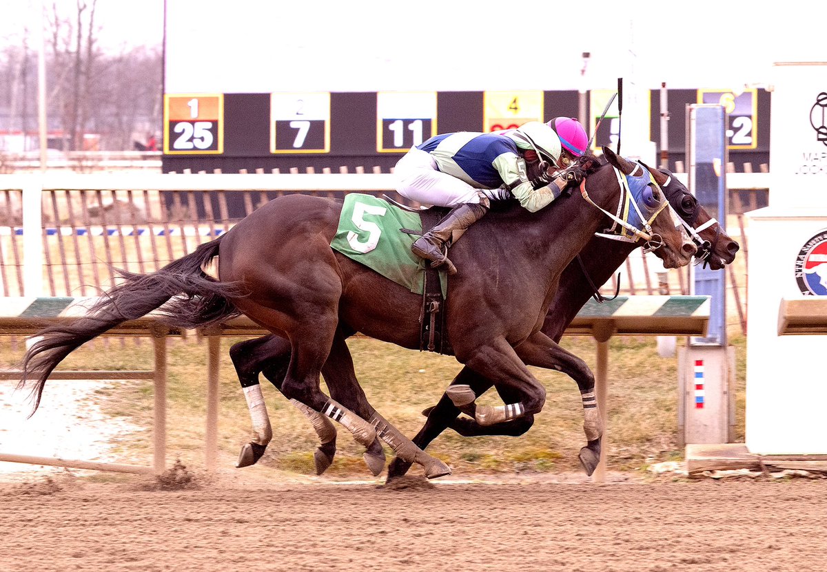 2-time stakes winner at 3 Prince of Jericho (inside) returns after long layoff and digs in under @SheldonRussell1 to hold off 9YO Threes Over Deuces in 5 1/2F N3X allowance @LaurelPark. 5th win for 4YO Munnings colt trained by @BTRracingstable for Dubb & Bailey. (Jim McCue 📷)
