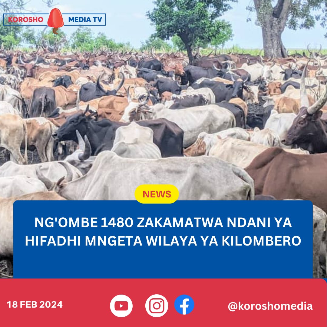 parmundoro's tweet image. Miaka yote baada ya Uhuru wafugaji tumekua maadui wa Taifa hili lakini katika miaka ya #Samia Kumekua na hatari zaidi
@Mwabuk2Boniface @Oleshangay @JoelHamisMsuya @JoelyMeitaya @MariaSTsehai