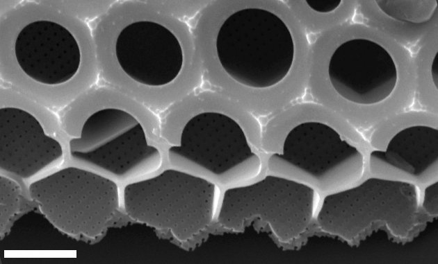 diatomologica's tweet photo. Join us on Tuesday, Feb 27, 2024
10 - 11 AM (mountain time, US and Canada)
18:00 Central European Time for a webinar by Luke Brokensha, Institute for Marine and Antarctic Studies, University of Tasmania
On "Long-term records of Southern Ocean diatoms"
https://t.co/Ysk4CtM22D https://t.co/V42OE3mZ1r