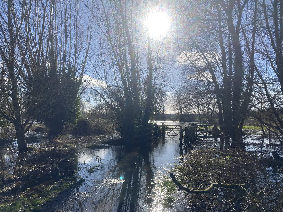 Marston Marshes this morning- flooded, but the ☀️ was shining! Happy to have submitted my assignment as well! 🙏