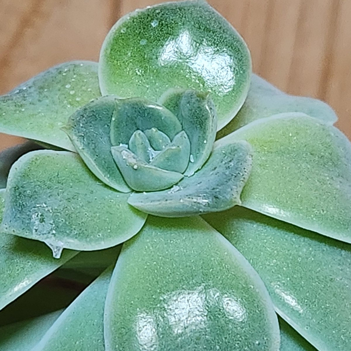 bagjeon78652799's tweet image. #부산  #다육이