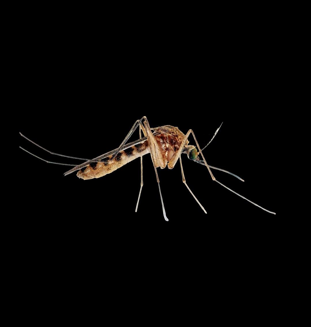 Beauperthuy en palabras del científico Pablo Anduze, fue el pionero en exponer el proceso de la transmisión de la fiebre amarilla y nó Finlay, a quien endilgan tal trascendental hecho.

En su honor sería nombrado un mosquito venezolano, el -Culex beauperthuyi- (Anduze, 1946)