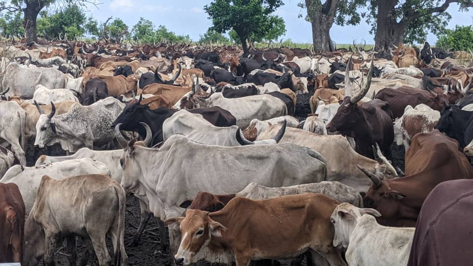 parmundoro's tweet image. Miaka yote baada ya Uhuru wafugaji tumekua maadui wa Taifa hili lakini katika miaka ya #Samia Kumekua na hatari zaidi
@Mwabuk2Boniface @Oleshangay @JoelHamisMsuya @JoelyMeitaya @MariaSTsehai