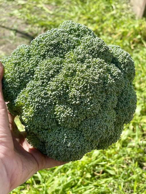 Got some nice first winter pickings today 😌 besides the ton of lettuce and radishes that is 🤭 https://t