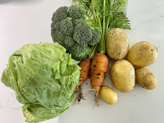 Got some nice first winter pickings today 😌 besides the ton of lettuce and radishes that is 🤭 https://t