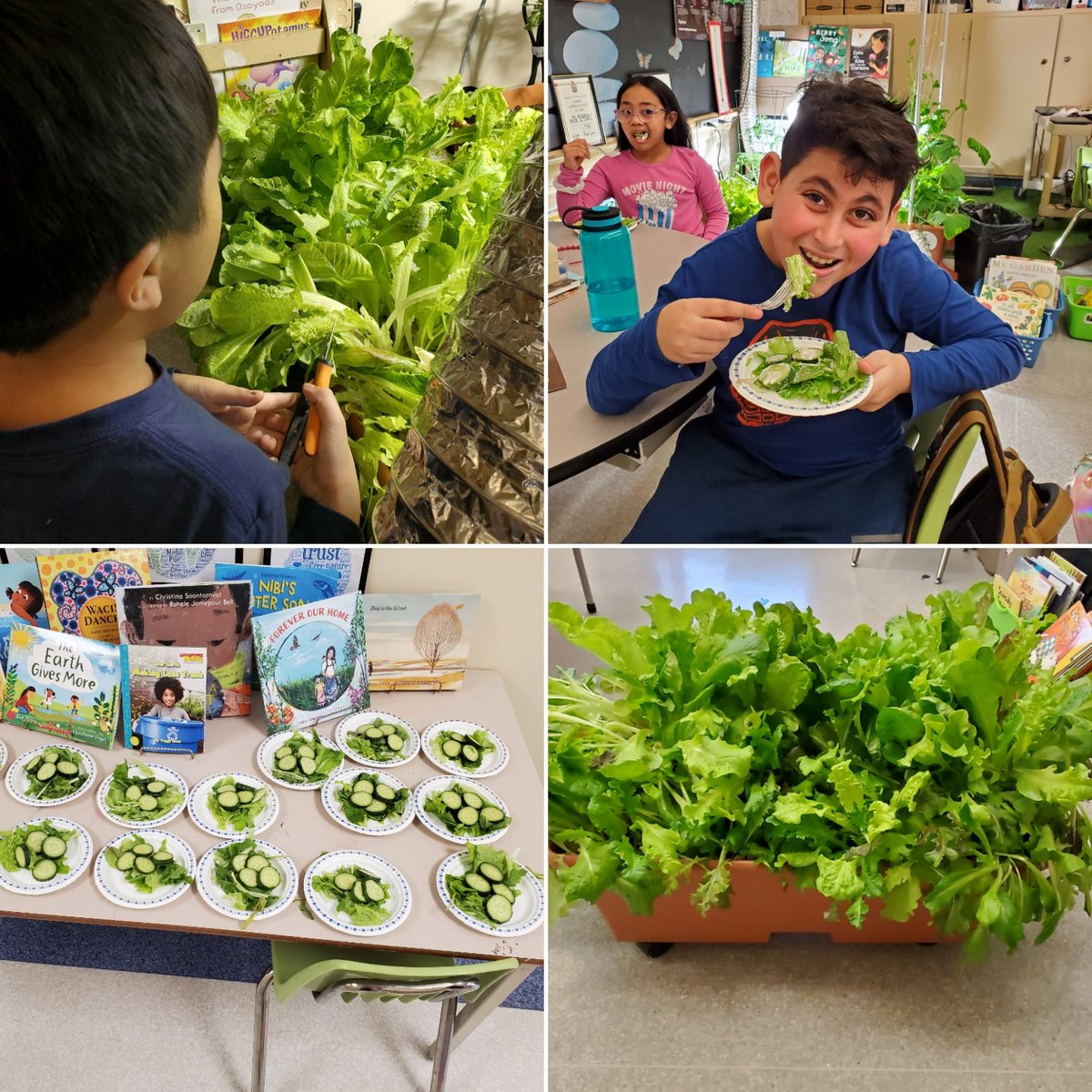 Room One harvested their lettuce today!! Salads for all! Delicious! These <a href="/littlegrnthumbs/">Little Green Thumbs</a> are the BEST!