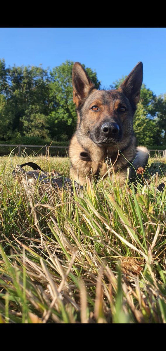 Happy 6th Birthday to PD Tank and the rest of his E litter mates today. Tanks spent his day, completing Phases one and two of the Regional Dog Trials held by @ASPolice @ASPoliceDogs final day tomorrow, best of luck to all the teams competing 🐾