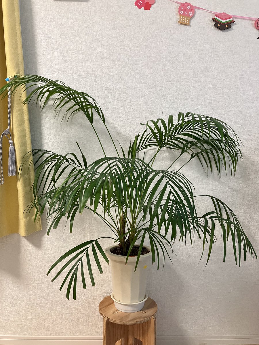 kh_er_'s tweet photo. アレカヤシが次から次へと！！
茎からの葉っぱがでてきててかわいい🌿

前回よりも葉っぱ🌿が増えてるの分かりますか〜？🤭

#アレカヤシ
#観葉植物
#インドアグリーン
#Green
#ぐりーん https://t.co/Wi7tKMIRMm