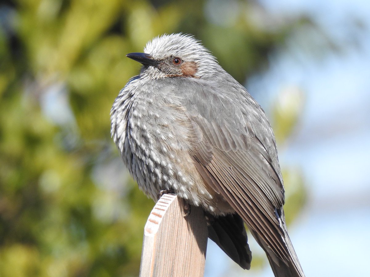 ヒヨドリ GHDeA-KbMAAN3sL.jpg