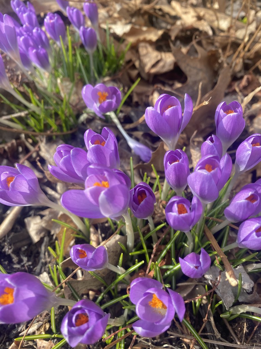 Easter egg color
premonitions of spring in
bunnies of purple

#haiku #haikuchallenge #crocus #lookwhatIfound #flowers #iloveflowers #nature #inspiredbynature #purpleflowers #poetrycommunity #postapoem #childrenspoetry (c) 2024 R. Howell