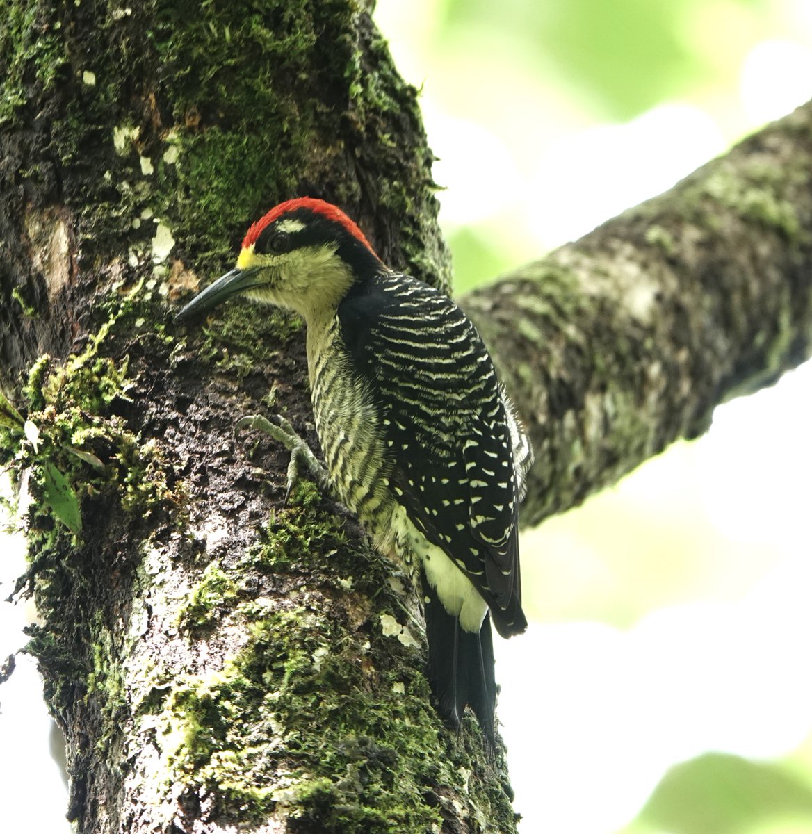 There are some great Woodpeckers in Central America, this Black-cheeked Woodpecker in Panama is no exception and particularly photogenic, along with a further two in the same tree.
