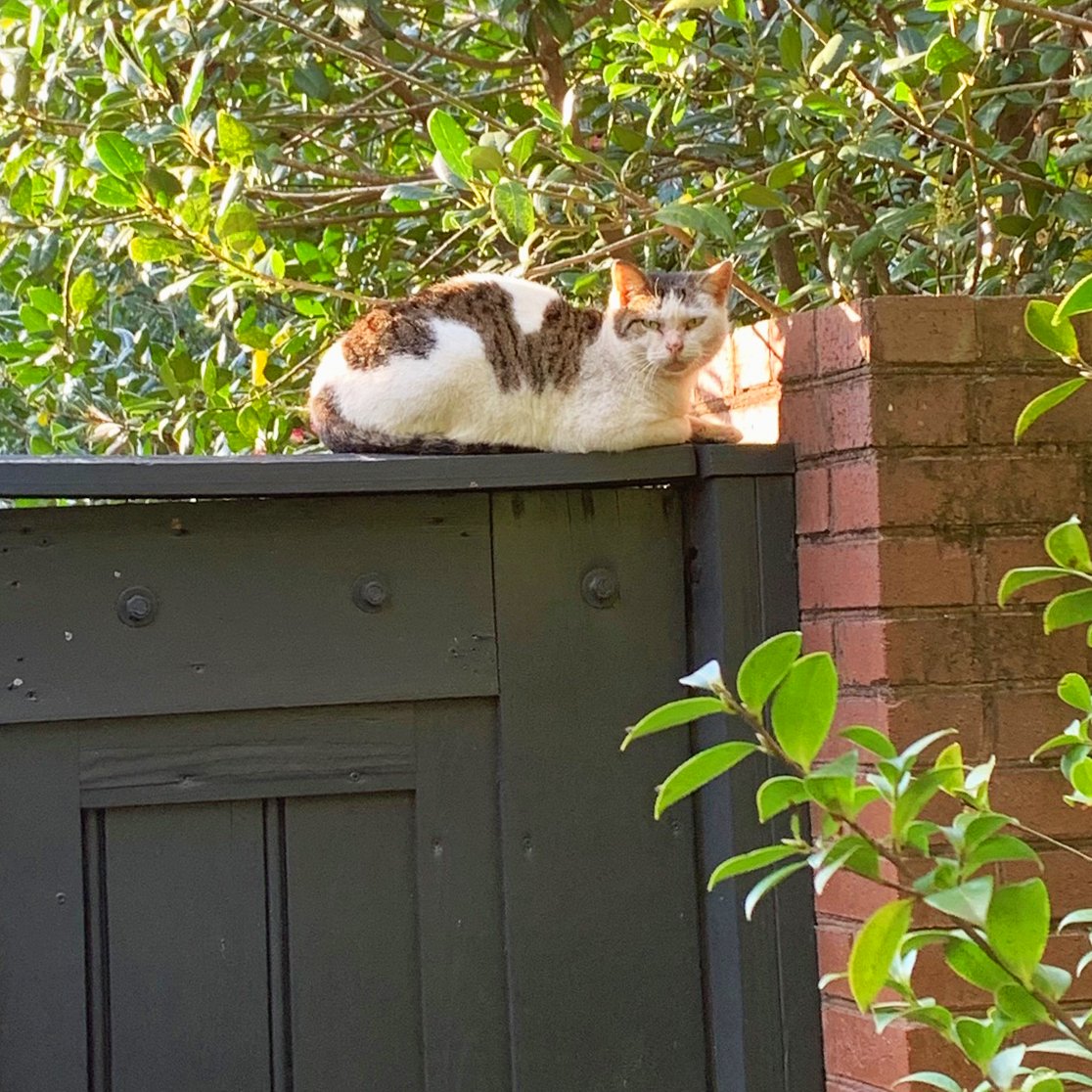 ShipsOfTheSea's tweet photo. Spring is on it's way and we have noticed more critters in the garden! This distinguished gentleman has made his residence here, and we're thinking that he needs a name tied to the house. William, Jay, Moses, what do you think his name should be?

#shipsoftheseamaritimemuseum https://t.co/tvGwXx23Ij