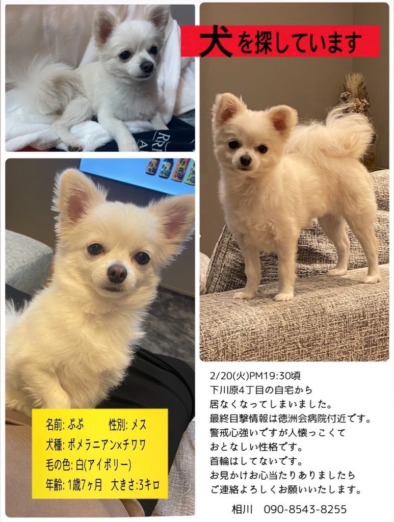 ayunpoko's tweet photo. 大事な友人の愛犬が
20日の夜から行方不明です。
雨の中寒い中、丸3日経っていて、
体力的にも心配です。
なにか少しでも情報が欲しいので
拡散して頂けると有難いです🙏🏻
ご協力お願いします🙇‍♀️
#拡散希望　#静岡　#静岡市　#下川原
#河原小学校　#犬探してます
#ポメチワ　#ミックス犬　#迷子犬 https://t.co/GonoD7Z21O