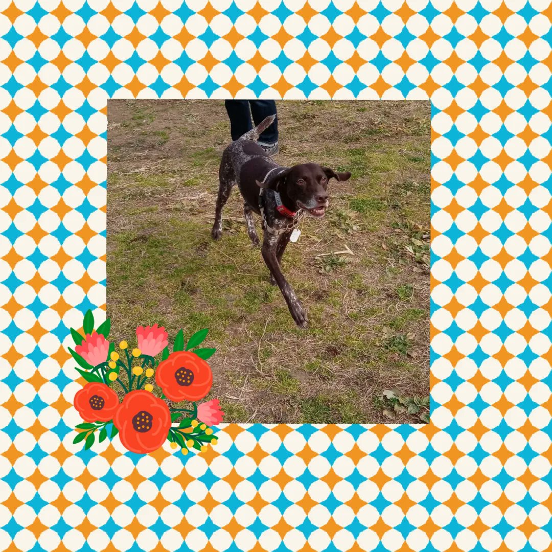 aPR2lJI7UqNvsEJ's tweet image. うっかり‼️2月21日
太陽の、家のコ記念日でした❗

保健所の職員さんが、頑張ってたのに
すごく人間不信で…
朝着替えてると、服をひっばるし
ケージで寝ると嫌がって暴れるから、
下は服のまま、抱きしめて寝たっけ…
続く

#昔保護犬今過保護犬
#germanshorthairedpointer