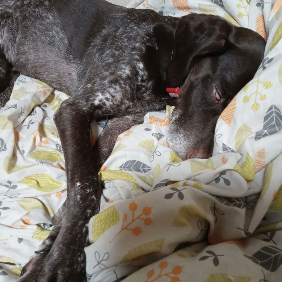 aPR2lJI7UqNvsEJ's tweet image. うっかり‼️2月21日
太陽の、家のコ記念日でした❗

保健所の職員さんが、頑張ってたのに
すごく人間不信で…
朝着替えてると、服をひっばるし
ケージで寝ると嫌がって暴れるから、
下は服のまま、抱きしめて寝たっけ…
続く

#昔保護犬今過保護犬
#germanshorthairedpointer