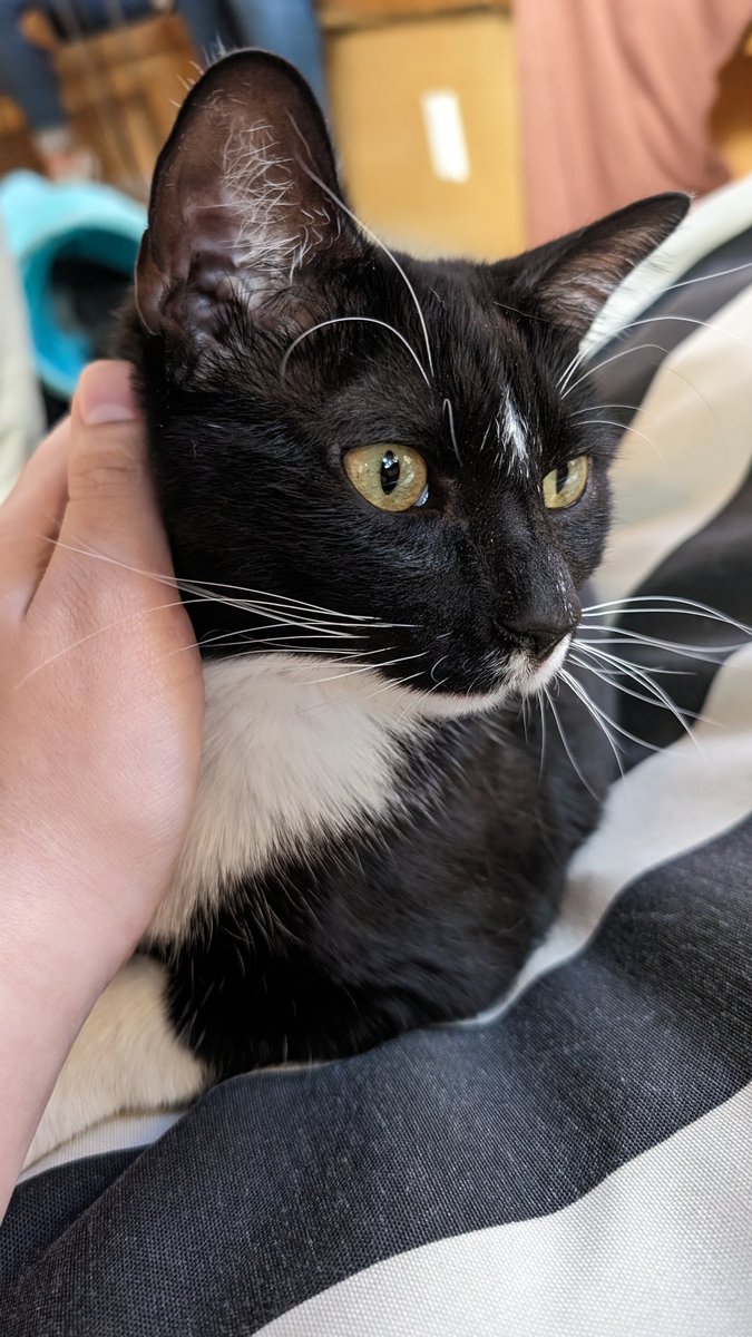 Fiddledo's tweet photo. Went to a Cat Cafe with @MozuVoltex and @Lokis_Adventure. 💕 https://t.co/hWGvhr6RWR