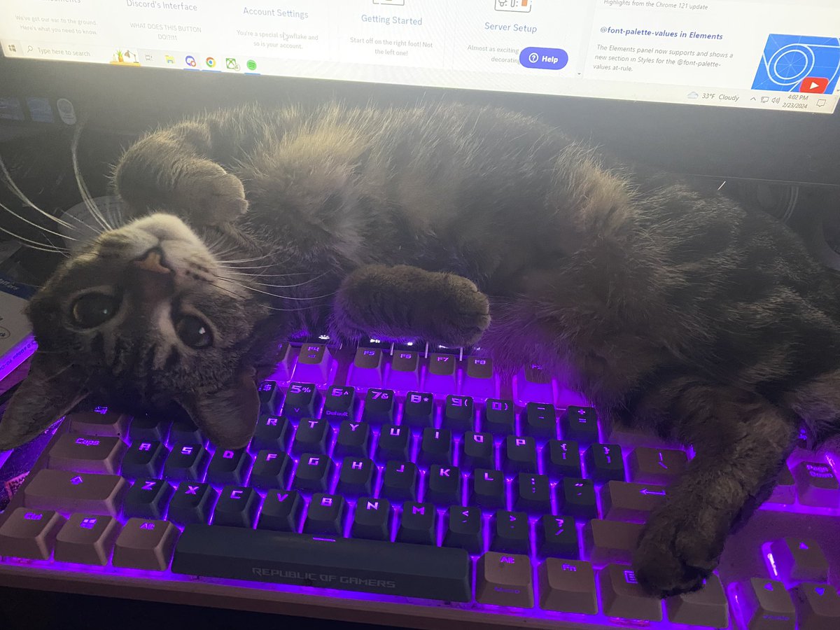 IshimuraML's tweet image. I’m sorry if I play like ass with my friends but I am constantly cat debuffed, cant even learn Tekken to feed my family without her tabbing my game out pls help