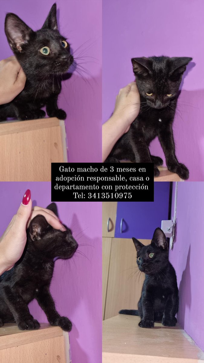 pIateada's tweet photo. estos gatitos y perritos se quedaron sin dueño, estoy buscando que alguien los adopte 😭😭😭 si me ayudan difundiendo se los agradezco, soy de Rosario https://t.co/aaSuZ0OHRD