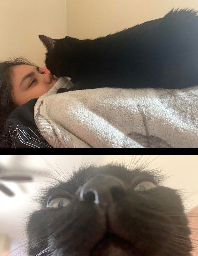 Why you should have a cat tweet media