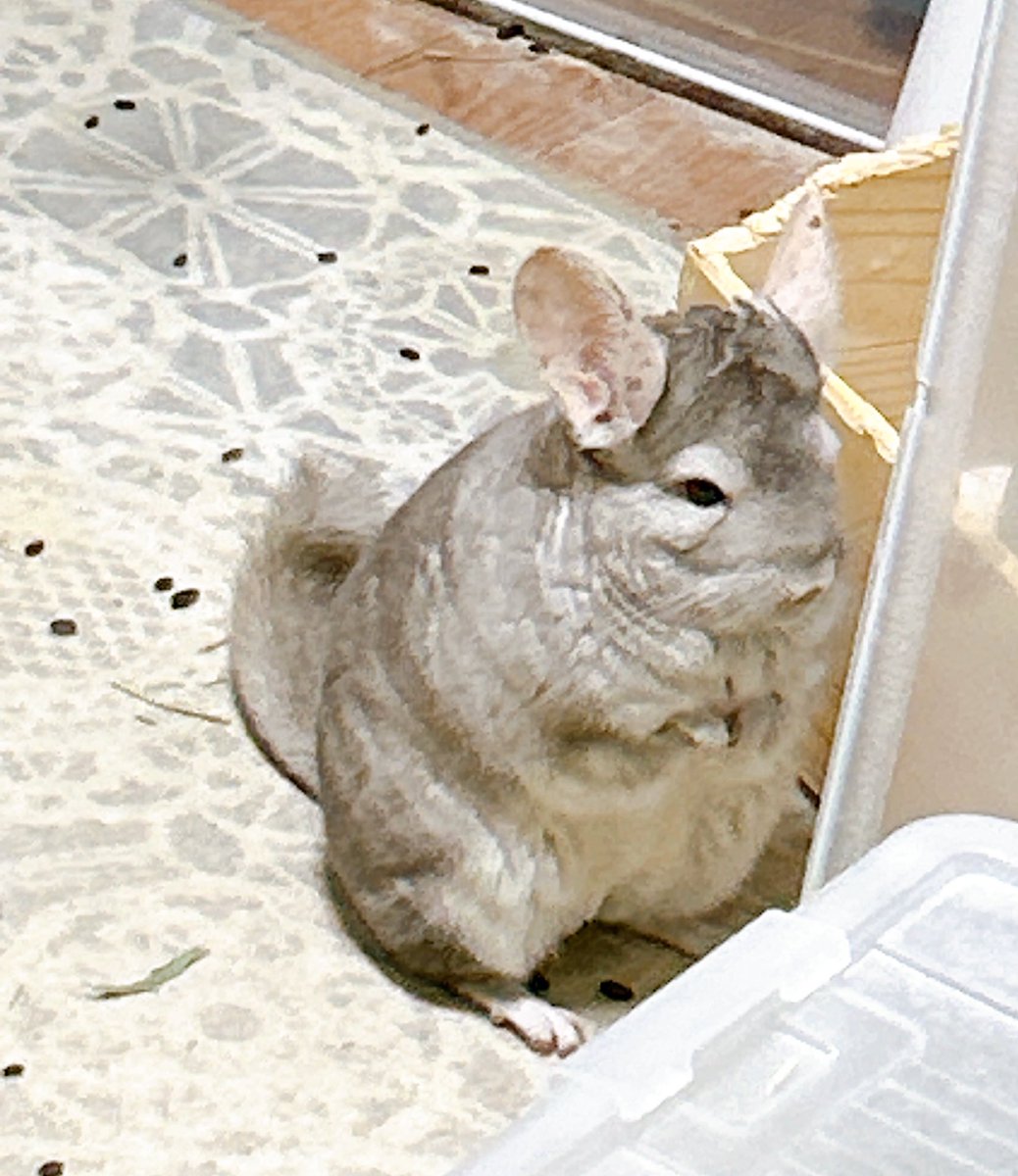penkamapochi's tweet photo. パパの声に警戒心MAXの
はんぺん🐭💦
 #チンチラ https://t.co/uGEHZ2o82o