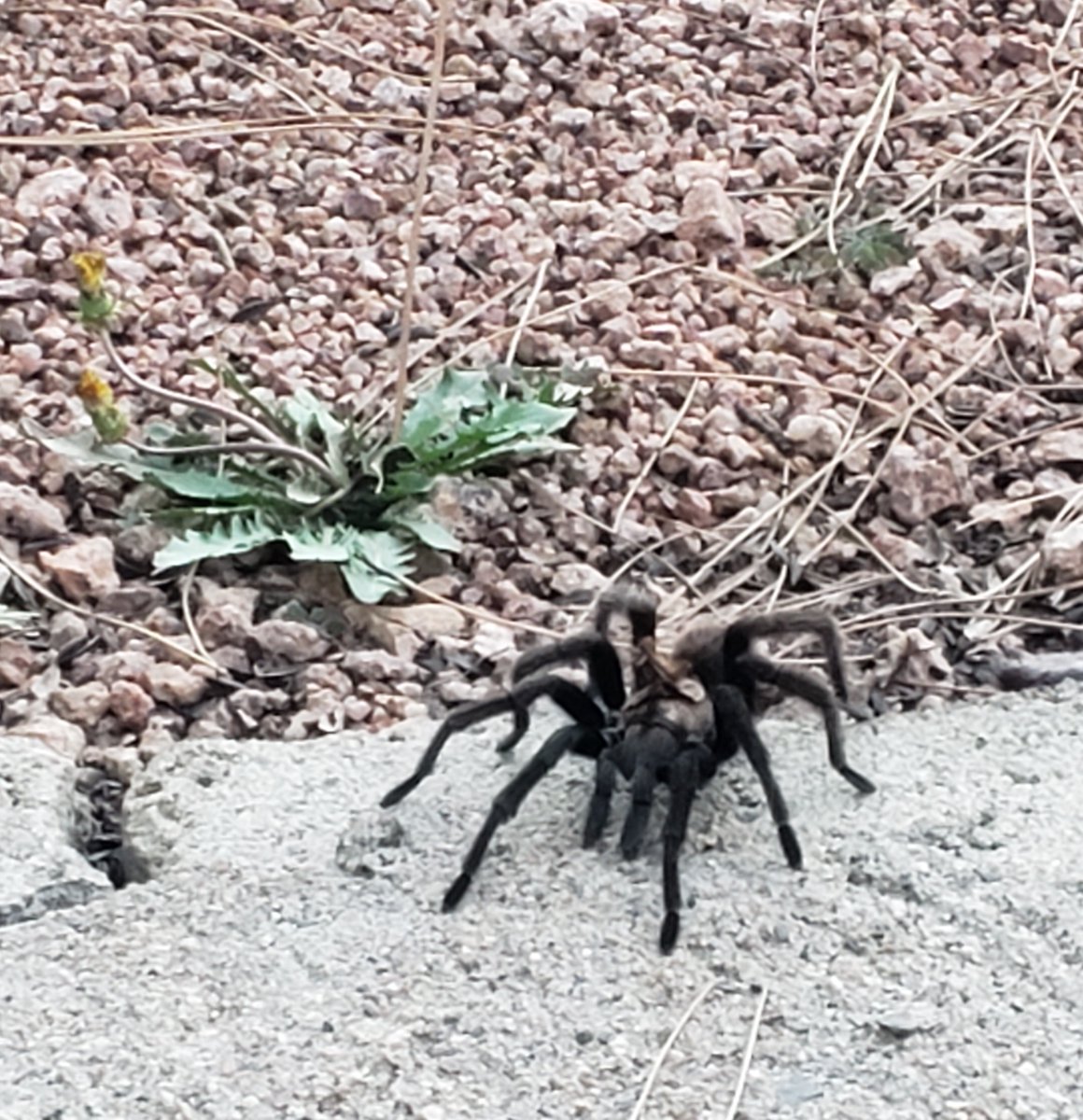 Am I bad daughter for NOT telling my mom there was a tarantula in her back yard?
#amrevisingya   #momswritersclub #writing #Thingswriterssay #Aspriringwriterslife   #Writerslifestyle #Littleconversations #Writersuniverse #Authorslife   #Writinginspiration #Writerslife #Words